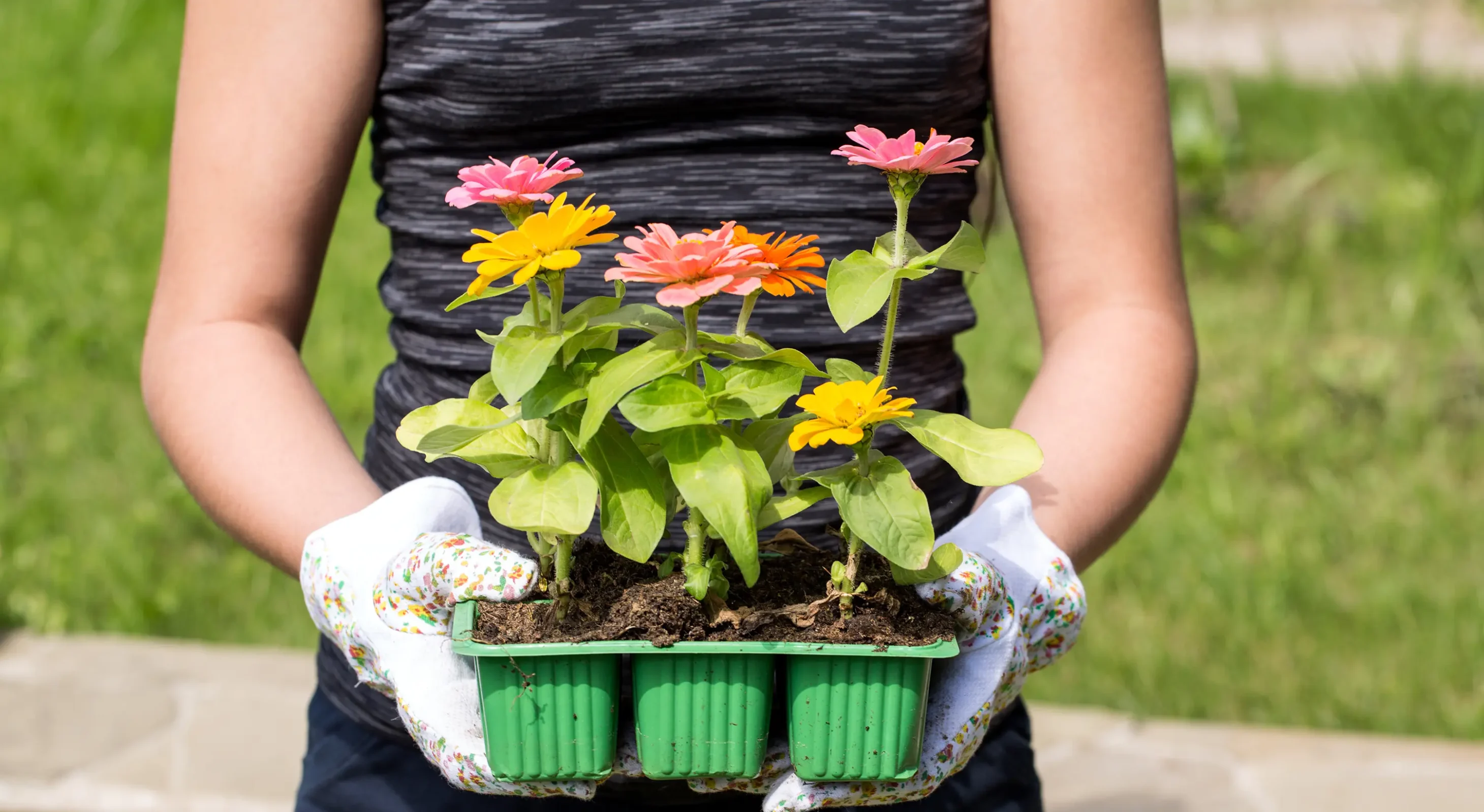 Zinnias for spring planting