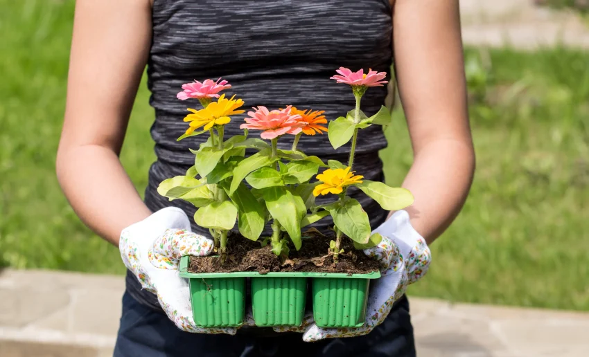 Zinnias for spring planting