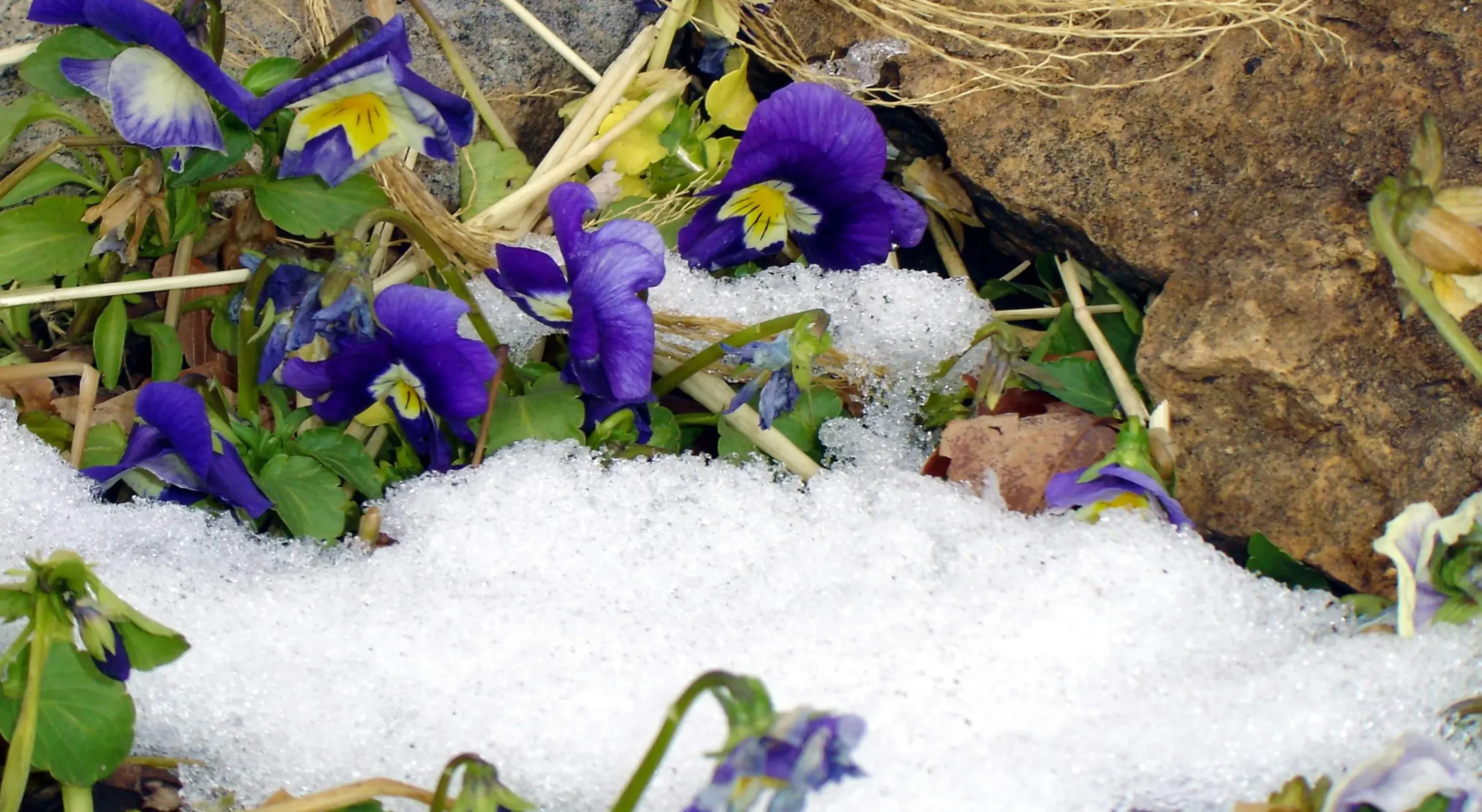 Winter pansies in the snow