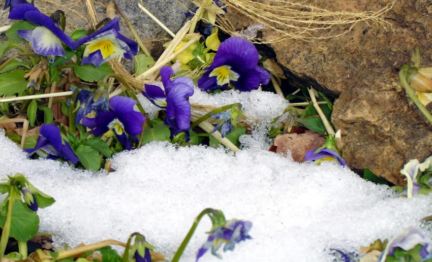 Winter pansies in the snow