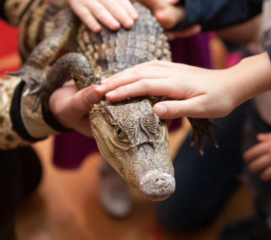 Hands touching alligator at Arkansas Alligator Farm near Hot Springs
